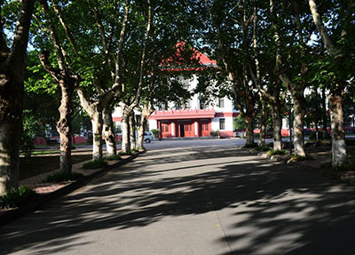 林蔭大道.jpg 林蔭大道.jpg