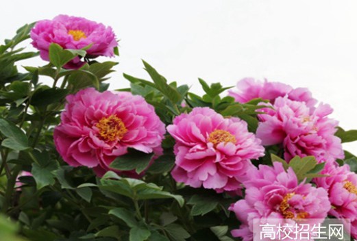 河南推拿職業(yè)學(xué)院圖片
