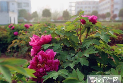 河南推拿職業(yè)學(xué)院圖片