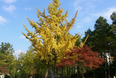  安康職業(yè)技術(shù)學院電子技術(shù)應(yīng)用專業(yè)好不好