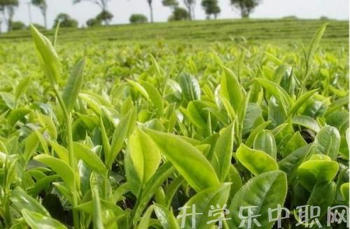普洱農(nóng)業(yè)學(xué)校