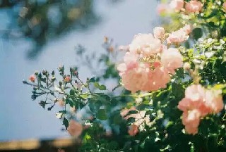 四川師范幼師學(xué)院2020年報(bào)名條件、招生對(duì)象