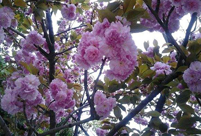 成都華大醫(yī)藥衛(wèi)生學校地址在哪里?