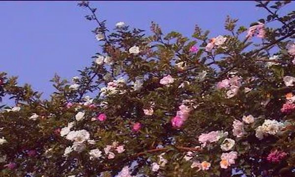 云南省郵電學(xué)校