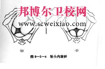 胎兒的哪些方面影響分娩