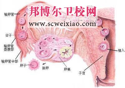 受精及受精卵的植入與發(fā)育