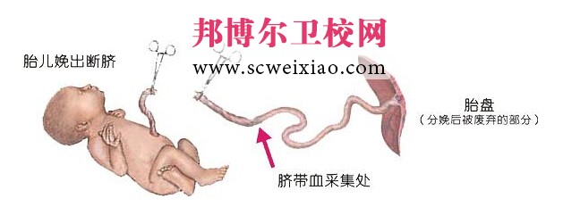 臍帶