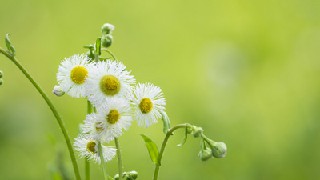 成都市中專財(cái)務(wù)管理專業(yè)升大專該如何