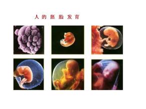 胎兒成長的里程