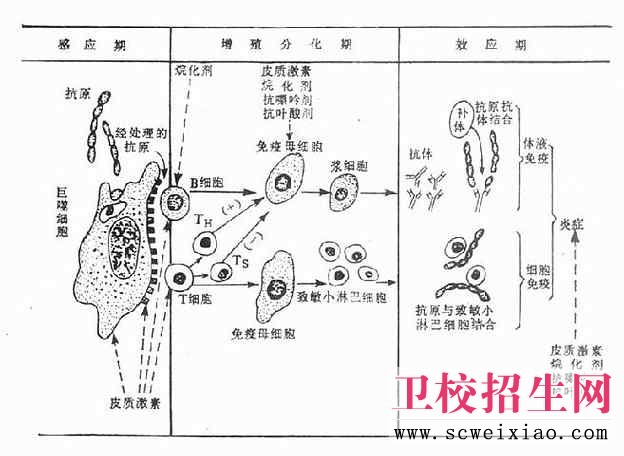 影響免疫功能的藥物