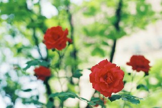 成都市女生讀廚師專業(yè)怎么樣