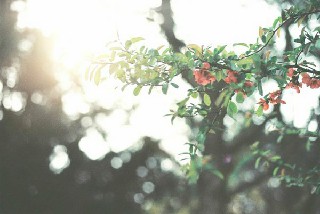 成都中專哪有廚師專業(yè)